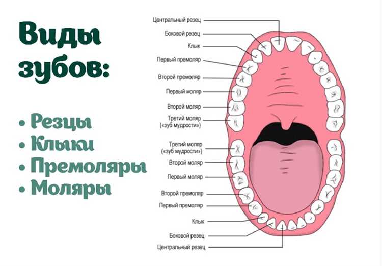 Продвижение стоматологической статьи в интернете