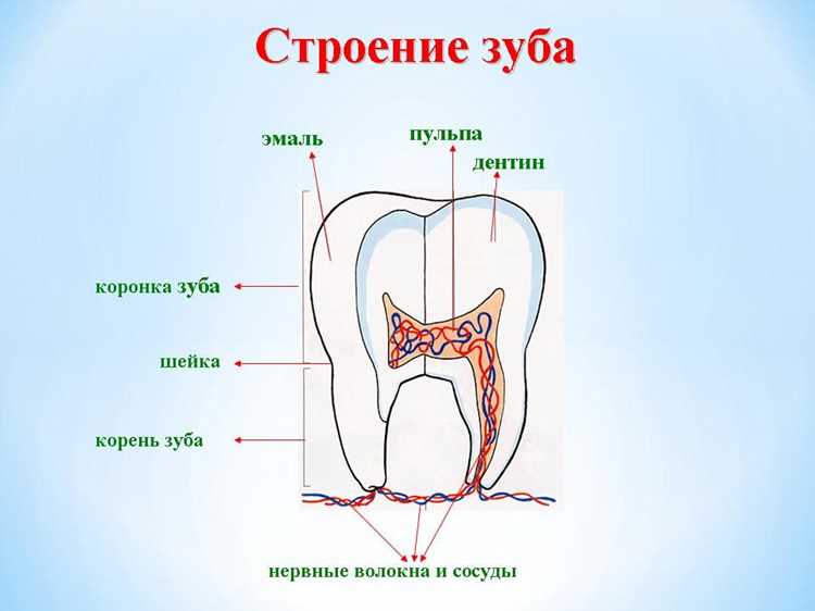 Определение целевой аудитории для статей о стоматологическом уходе
