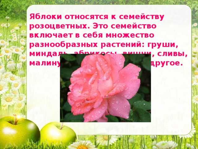 Склонение яблок во множественном числе