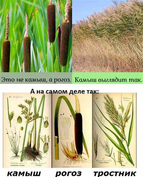 Словообразование и формы слова 