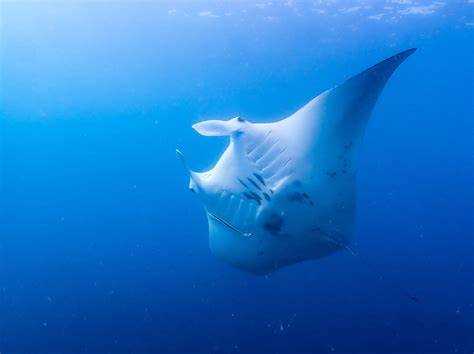 Происхождение термина Mantaray