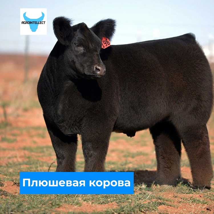 Методы оценки состояния недоенного скота