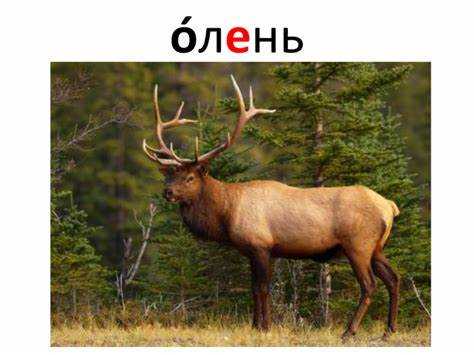 Роль синонимических единиц в обогащении лексикона