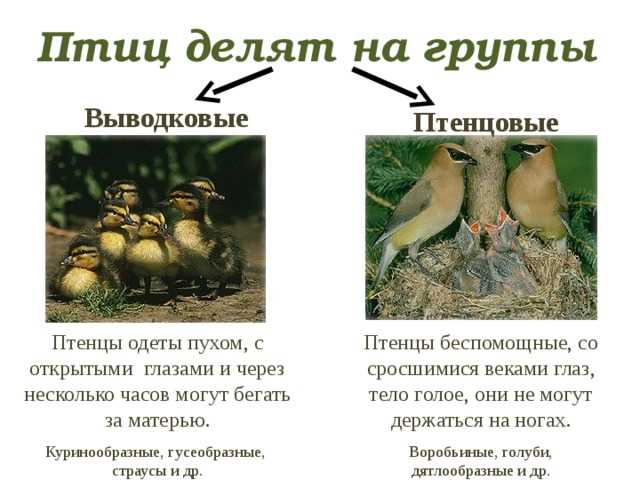 Регулярности и исключения в спряжении