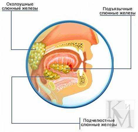 Лексические эквиваленты в повседневной коммуникации